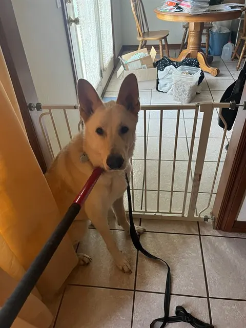 Adoptable Dog