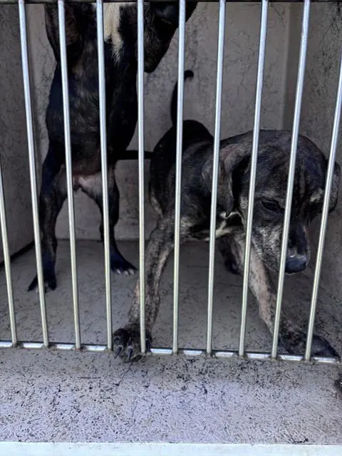 Adoptable Dog
