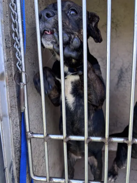 Adoptable Dog