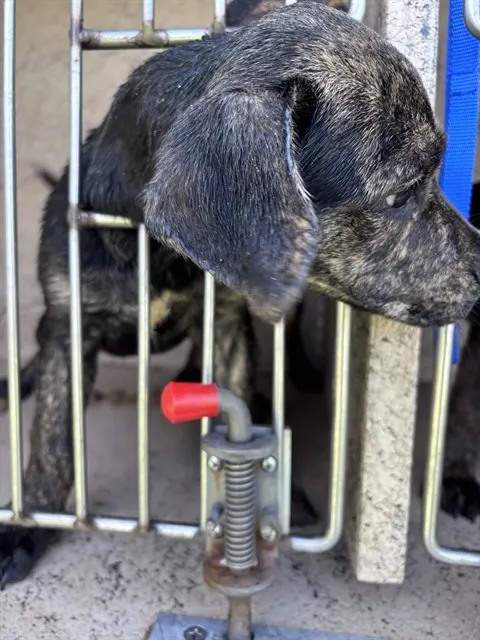 Adoptable Dog