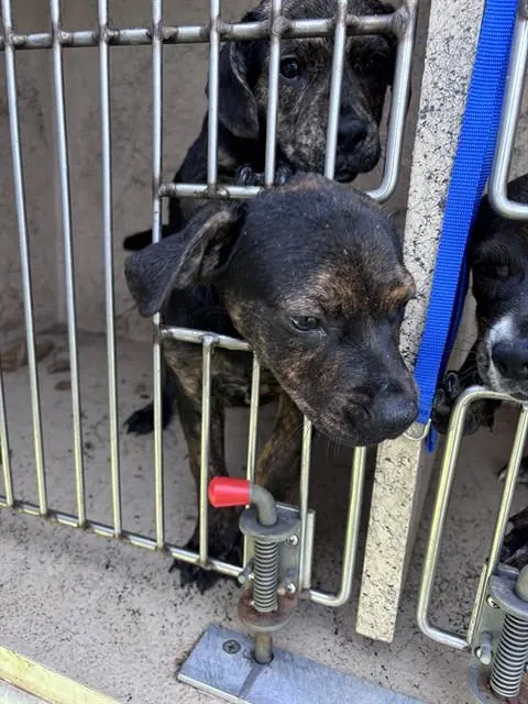 Adoptable Dog