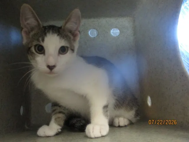 Adoptable Cat
