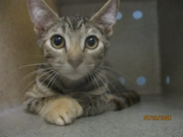 Adoptable Cat