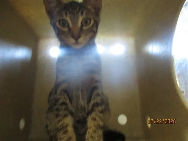 Adoptable Cat