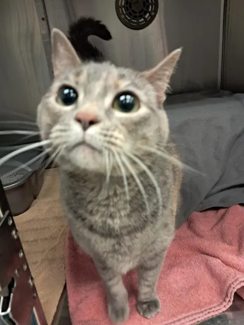 Willow