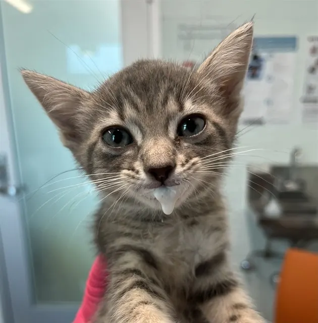 Adoptable Cat