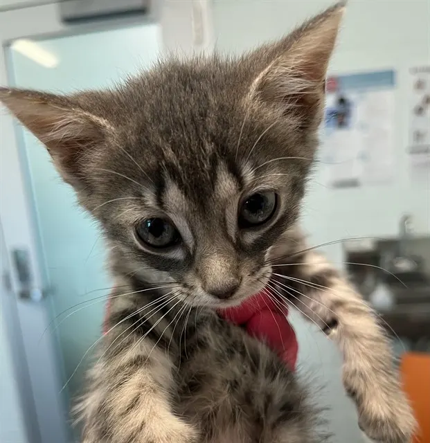 Adoptable Cat