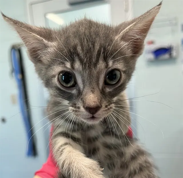 Adoptable Cat