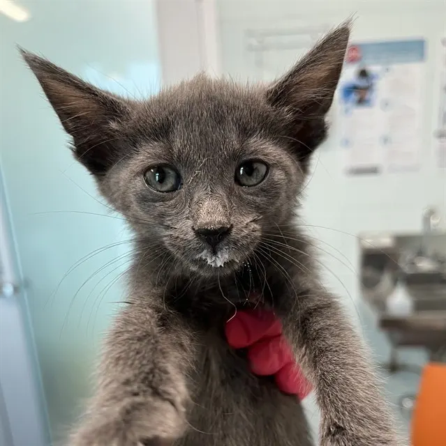 Adoptable Cat