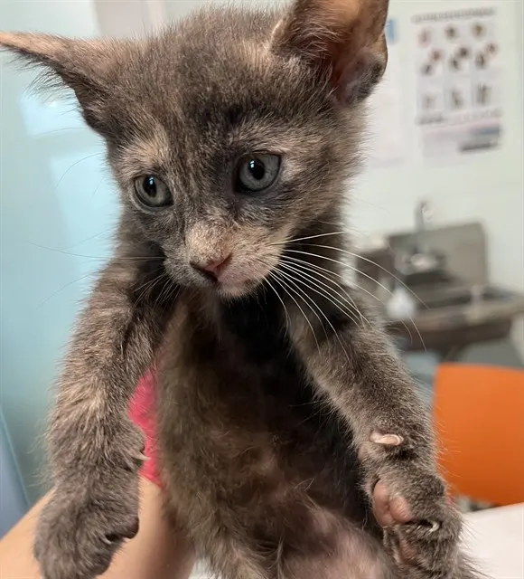Adoptable Cat