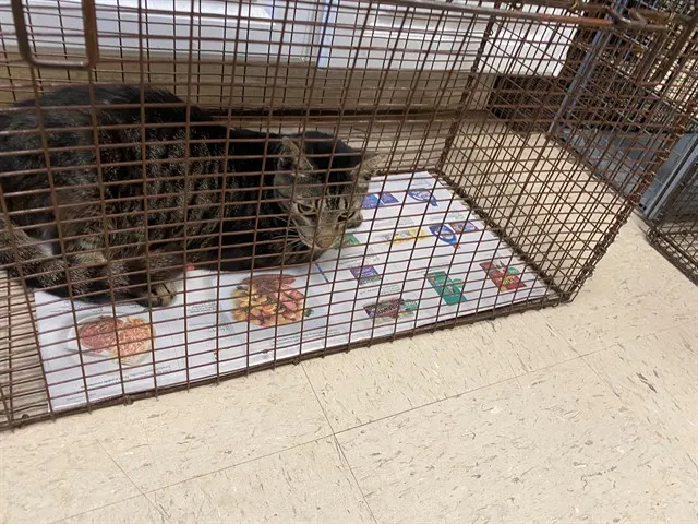 Adoptable Cat