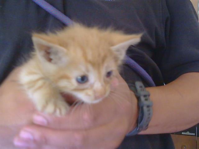 Simba