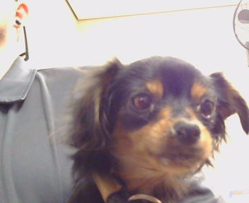 Adoptable Dog
