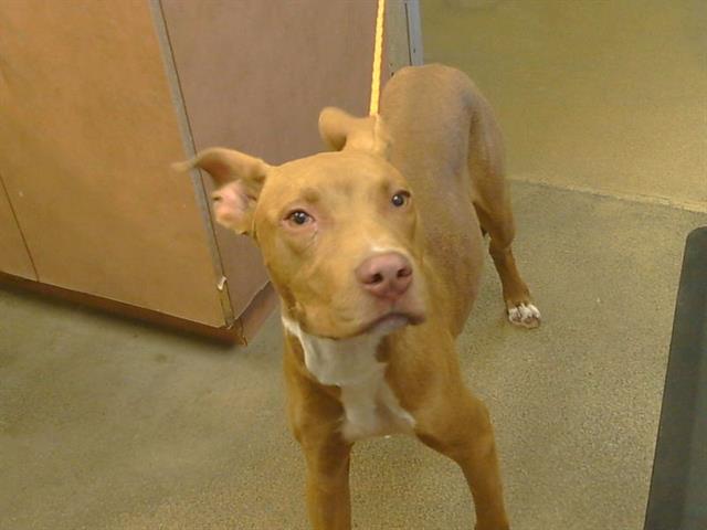 Adoptable Dog