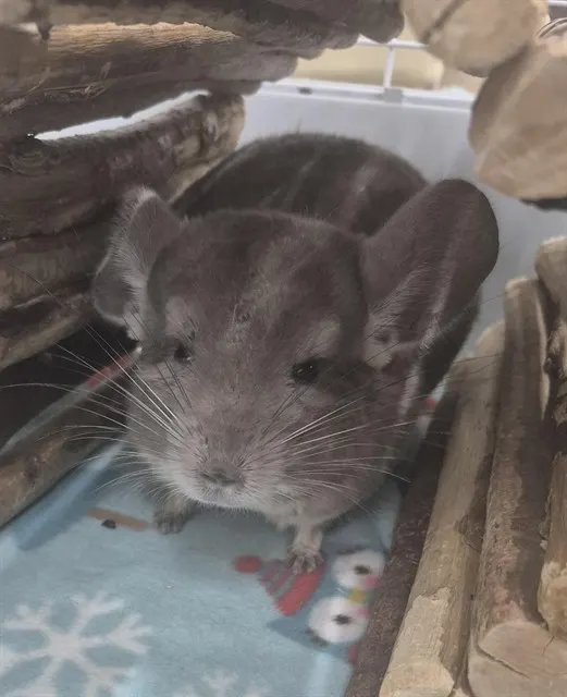 Michel