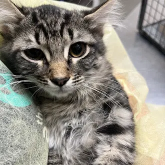 *Cookies N Cream