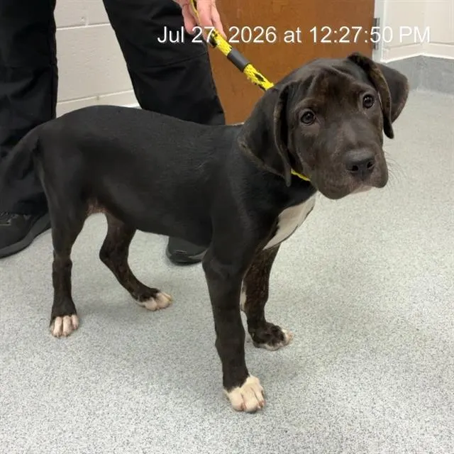Adoptable Dog