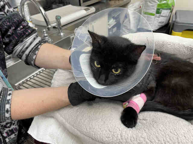 Jiji