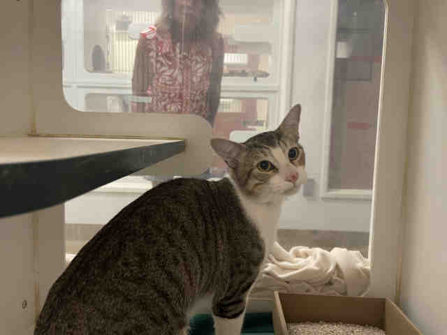 Adoptable Cat