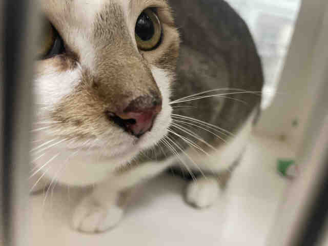 Adoptable Cat