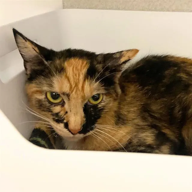 Adoptable Cat