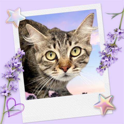 Adoptable Cat