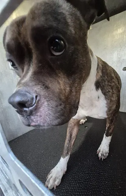 Adoptable Dog