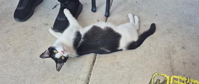 Adoptable Cat