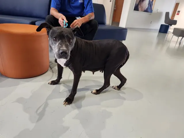 Adoptable Dog