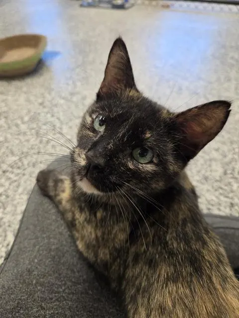 Tortelleni