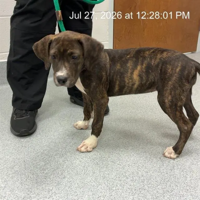 Adoptable Dog