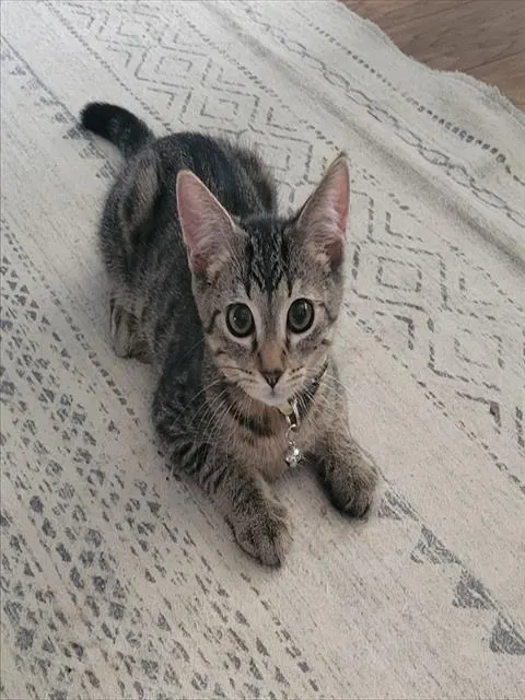 Kaleb
