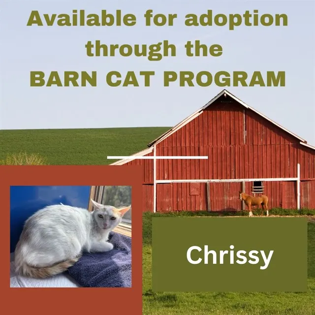 Chrissy Barn Cat