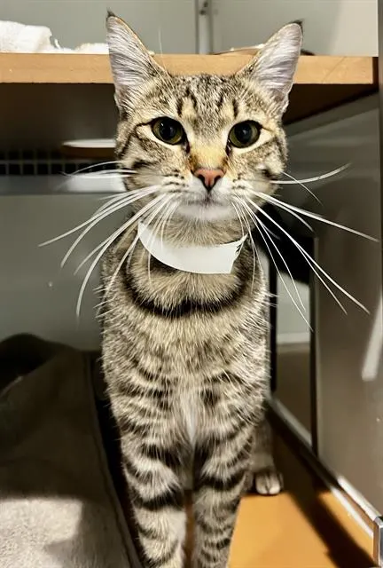 Stella