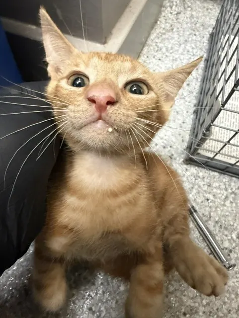Adoptable Cat