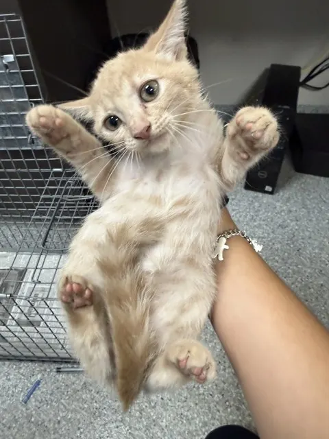 Adoptable Cat