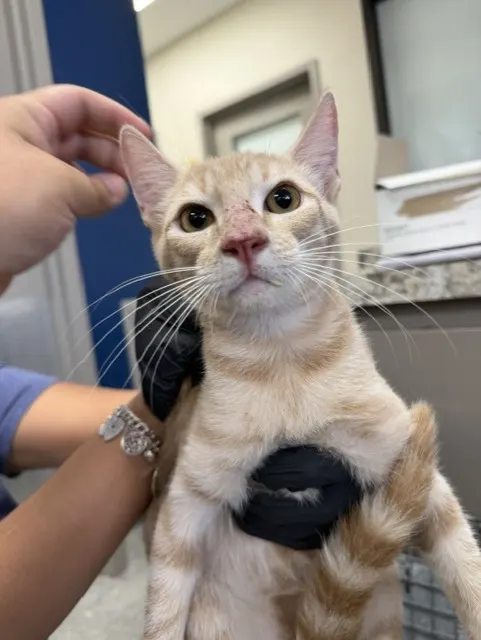 Adoptable Cat