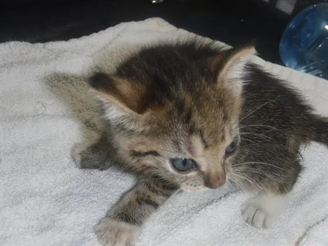 Adoptable Cat