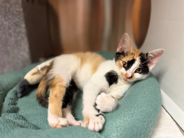 Mia