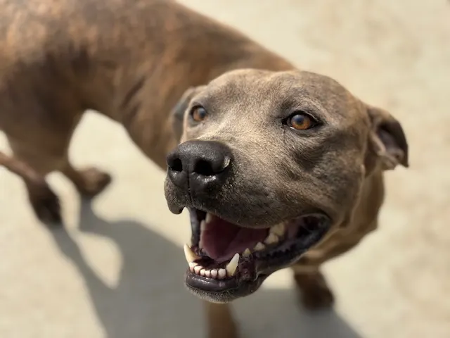 Sid