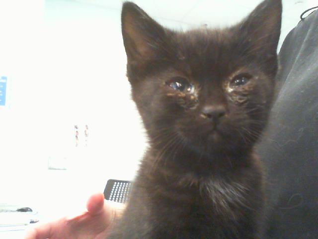 Adoptable Cat