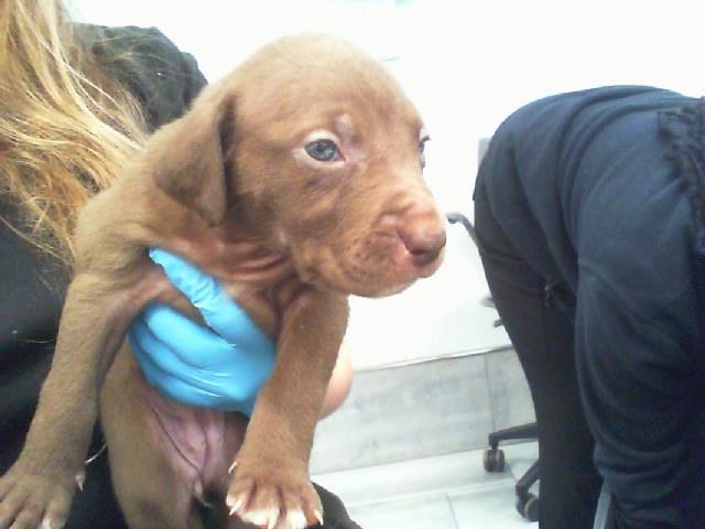 Annie
