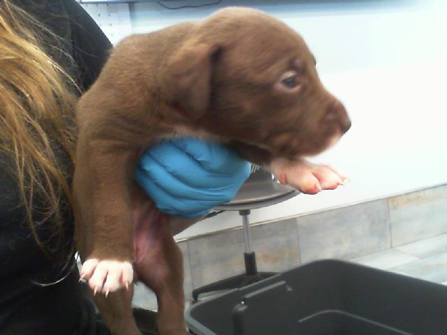 Mollie