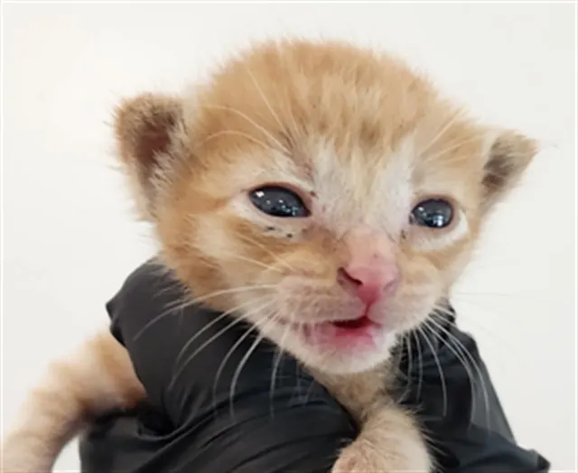 Cat Damon