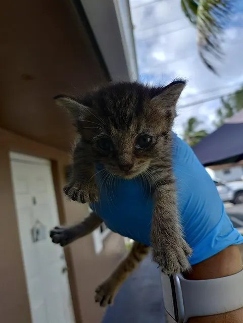 Furrgie