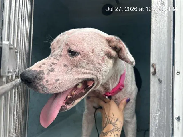 Adoptable Dog