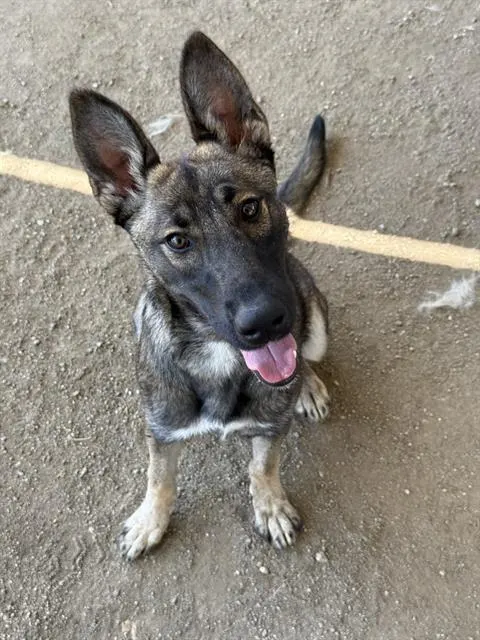 Xena