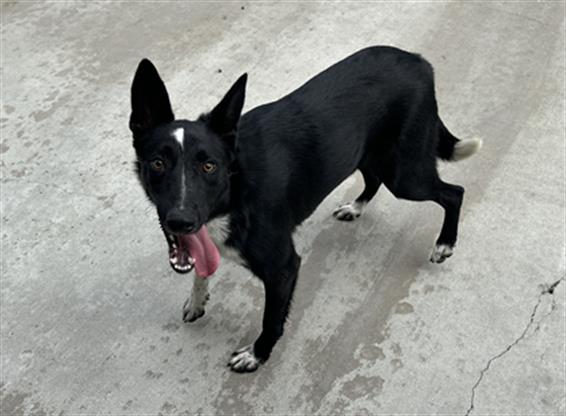 Adoptable Dog