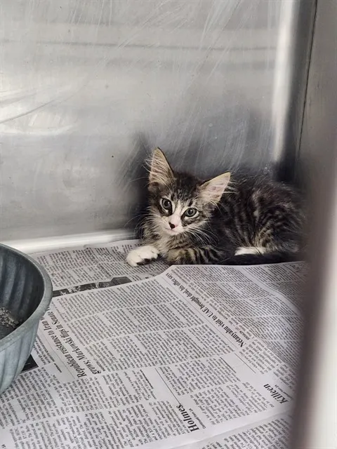 Adoptable Cat