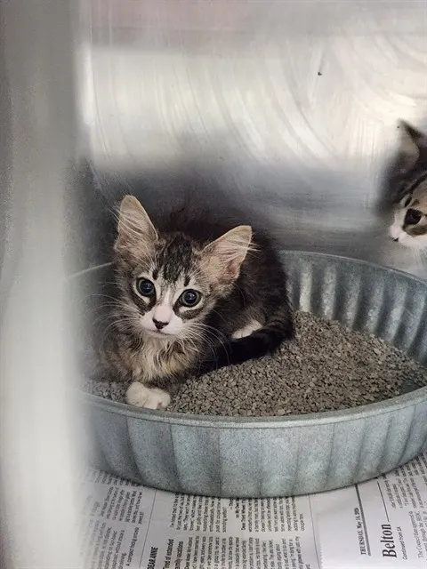 Adoptable Cat